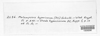 Melampsora hypericorum image
